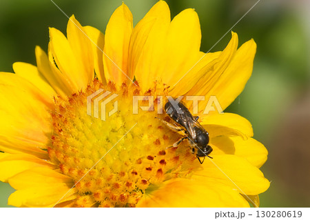 ガイラルディアの蜜を吸うミツバチ 130280619