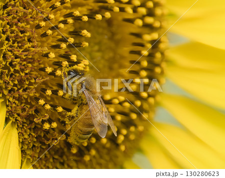 ひまわりの蜜を吸うミツバチ 130280623