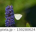 紫の花にとまるモンシロチョウ 130280624