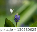花にとまるモンシロチョウ 130280625