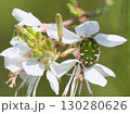 花の蜜を吸う黄金虫 130280626