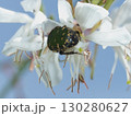 花に止まるコアオハナムグリ 130280627