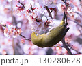 満開の桜の蜜を吸うメジロ 130280628