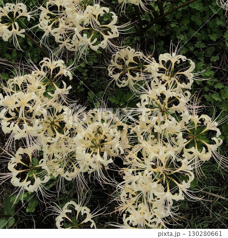 白い彼岸花_01 130280661