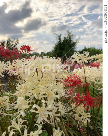 白い彼岸花_05 130280811