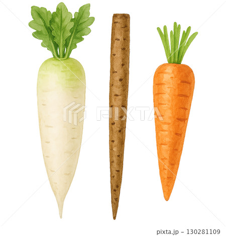 大根とごぼうとにんじんの水彩風イラスト（PNG切り抜き） 130281109