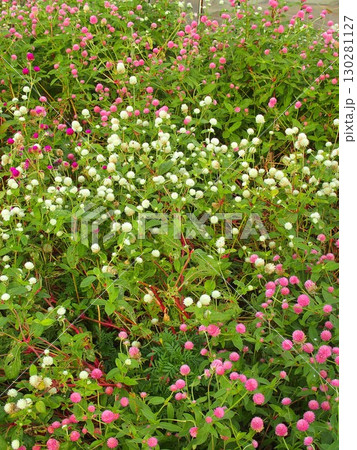 赤詰め草と白詰め草咲く初夏の原っぱ風景 赤詰め草と白詰め草咲く初夏の原っぱ風景 130281127