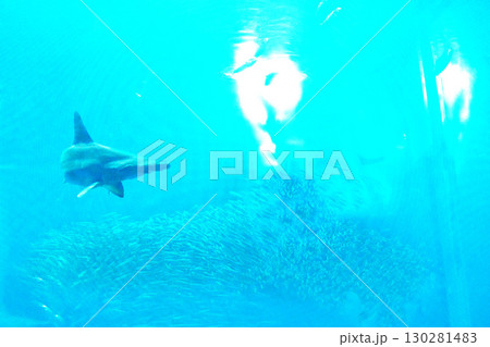 水族館の水槽を優雅に泳ぎ回るクラゲや魚たち 130281483