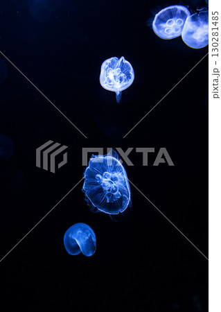 水族館の水槽を優雅に泳ぎ回るクラゲや魚たち 130281485