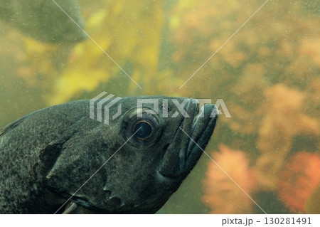 水族館の水槽を優雅に泳ぎ回るクラゲや魚たち 130281491