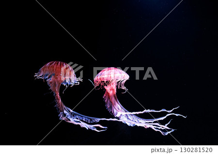 水族館の水槽を優雅に泳ぎ回るクラゲや魚たち 130281520