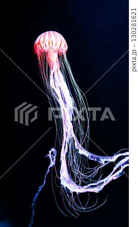 水族館の水槽を優雅に泳ぎ回るクラゲや魚たち 130281621