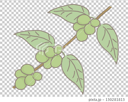 Green coffee cherry illustration Green coffee cherry illustration 130281813