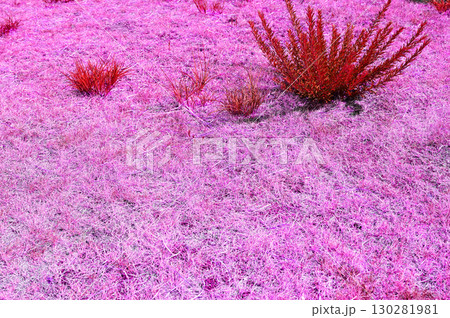 ピンクの絨毯のように咲く草 130281981
