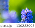 蜜を集めるミツバチ 130282008