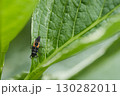 葉に止まるナミテントウの幼虫 130282011