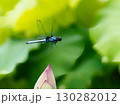 蓮の蕾にとまるコフキトンボ 130282012