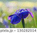 紫色の花菖蒲 130282014