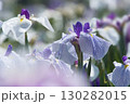 白色のショウブ 130282015