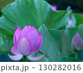 蓮の花のある風景 130282016