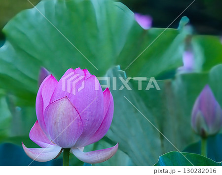 蓮の花のある風景 130282016