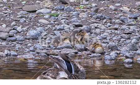 マガモ　幼鳥　雛鳥　親子 130282112