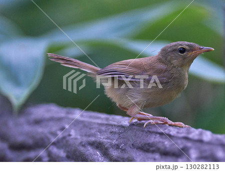 ウグイス　幼鳥 130282113
