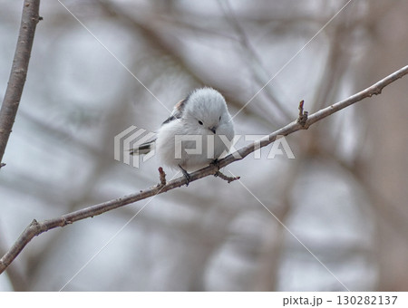 シマエナガ　春 130282137