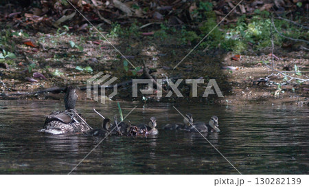 マガモ 親子 春 川 マガモ 親子 春 川 130282139
