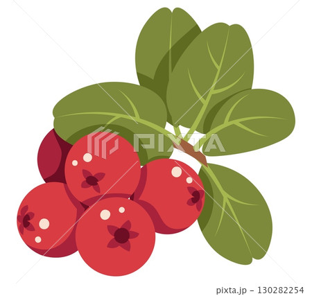 Lingonberry Flat Vector Illustration with Leaves Isolated on White. Autumn Berry Design for Seasonal Packaging, Healthy Food Labels, Jam Brands, Eco-Friendly Products. Ideal for sticker, icon, logo Lingonberry Flat Vector Illustration with Leaves Isolated on White. Autumn Berry Design for Seasonal Packaging, Healthy Food Labels, Jam Brands, Eco-Friendly Products. Ideal for sticker, icon, logo 130282254