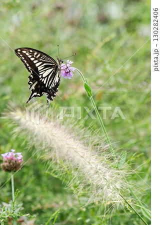 バーベナの花にとまるナミアゲハ 130282406