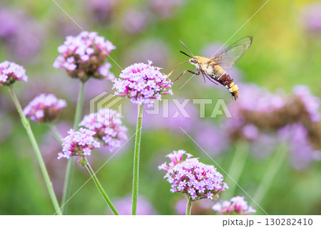 ホバリングしながらバーベナの花の蜜をすうオオスカシバ 130282410