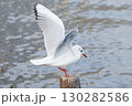 羽ばたくユリカモメ 130282586