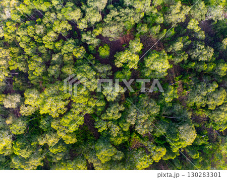 White samet or cajuput trees in wetlands forest at koh prathong island,Phang nga Thailand,Greenery botanic forest,Drone wide angle lens 130283301