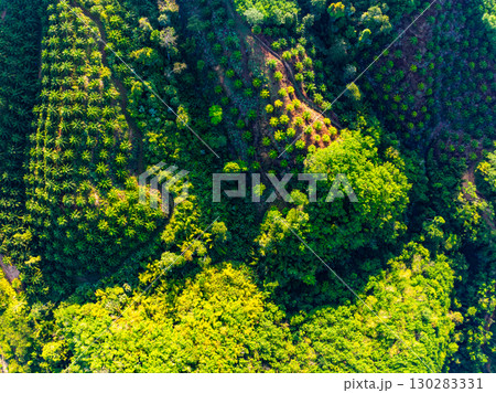 High angle view mountains rainforest green background 130283331