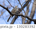 木にとまるヒヨドリ 130283392