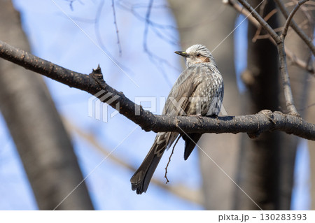 ひよどり 130283393