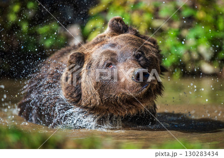 A brown bear splashes water while enjoying a sunny day in a forest pond surrounded by greenery 130283434