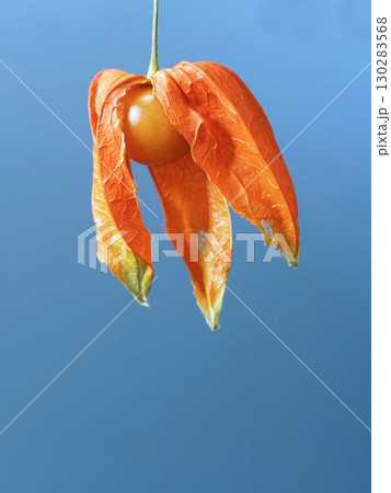 ホオズキ ホオズキ 130283568