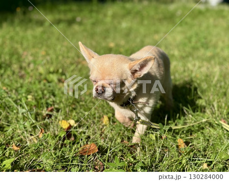 A beige Chihuahua pet on a walk in summer in sunny weather. High quality photo A beige Chihuahua pet on a walk in summer in sunny weather. High quality photo 130284000
