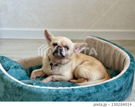 A beige Chihuahua pet is resting on a couch at home. Photo 130284014