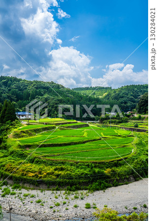 新緑の豊富の棚田【熊本県下益城郡美里町】 130284021
