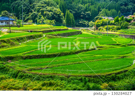 新緑の豊富の棚田【熊本県下益城郡美里町】 新緑の豊富の棚田【熊本県下益城郡美里町】 130284027
