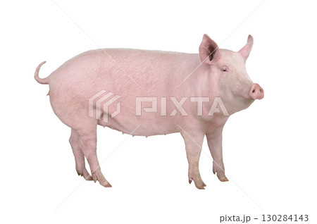 big pig isolated on white background 130284143