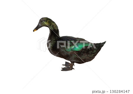 black duck cayuga isolated on white background 130284147