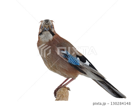 jay isolated on a white background 130284148