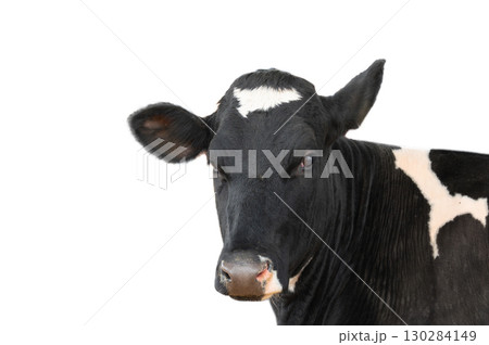 Portrait of black cow isolated on white background Portrait of black cow isolated on white background 130284149