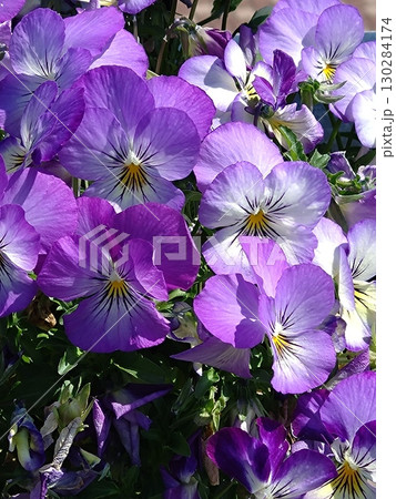 陽射を浴びるビオラの花 陽射を浴びるビオラの花 130284174