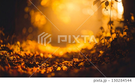 紅葉した森と木漏れ日 紅葉した森と木漏れ日 130284544