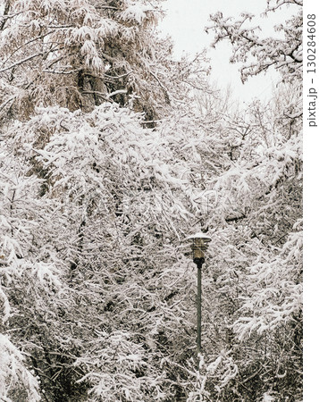 Snow covered trees and street lamp create beautiful winter scene in urban park, showcasing serene beauty of nature during cold season. Snowy urban park landscape with frost covered trees, vintage lamp Snow covered trees and street lamp create beautiful winter scene in urban park, showcasing serene beauty of nature during cold season. Snowy urban park landscape with frost covered trees, vintage lamp 130284608